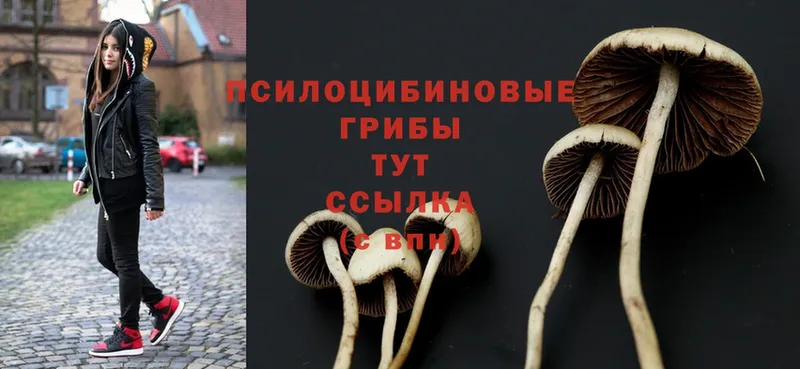 Галлюциногенные грибы MAGIC MUSHROOMS  закладки  Тюмень 